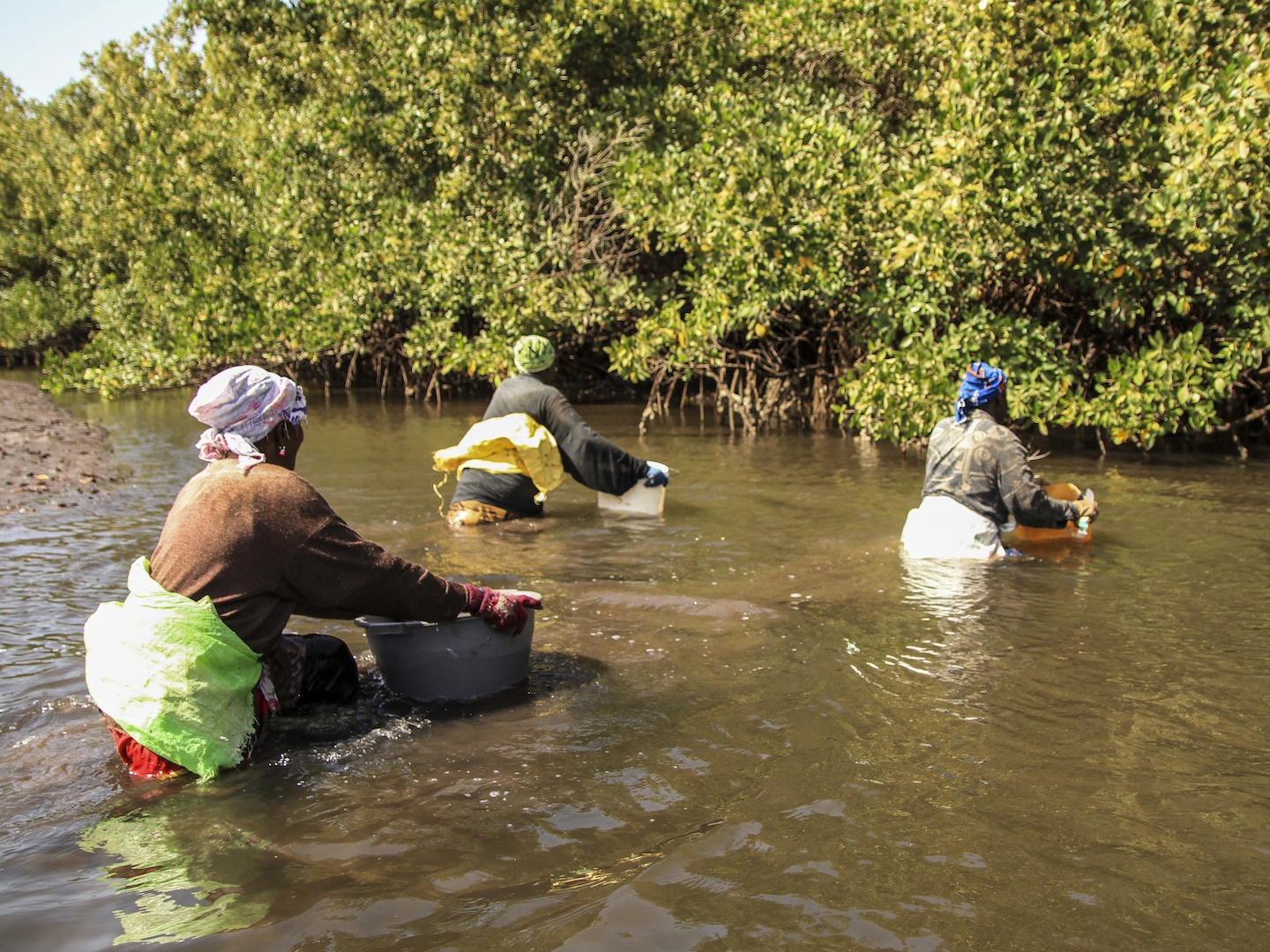 Senegal – Mangrove-based livelihoods
